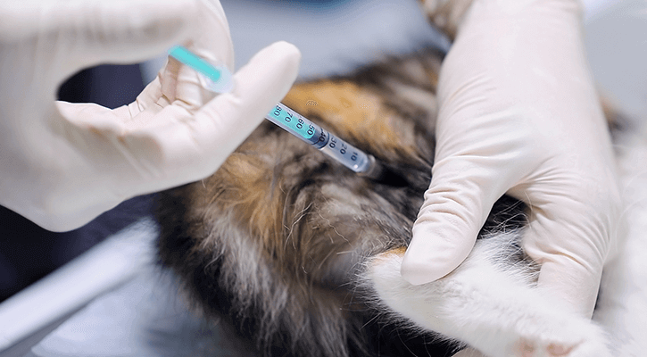 cat receiving a vaccination from a vet employee