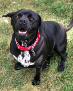 camera pointing down to excited black and white dog sitting on grass