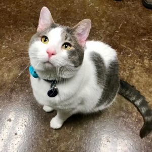 grey and white cat sitting looking up at the camera in vet office