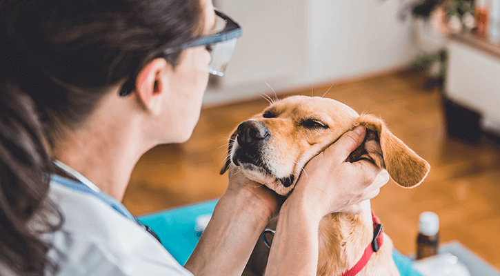 Annual-Exams golden dog having its face examined by technician