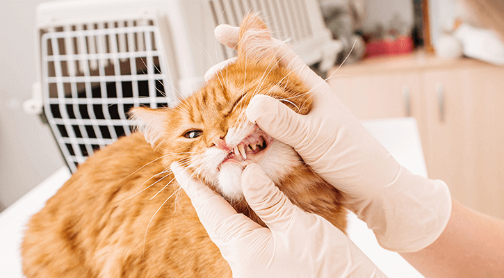 Dental-Care orange cat having teeth examined by employee