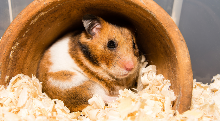 brown and white hamster sitting in his terrarium looking towards camera