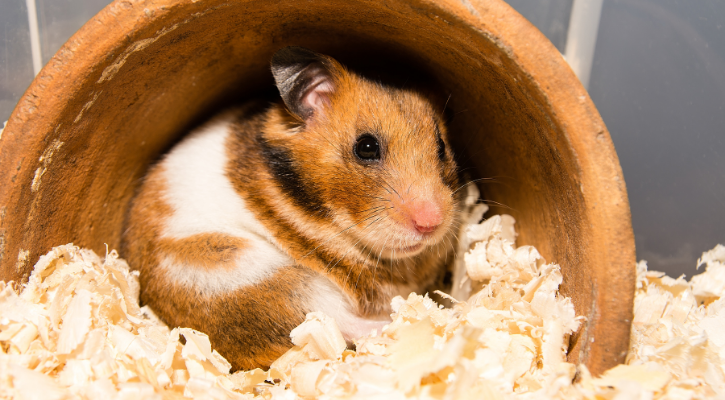 Exotic Pets Thumbnail brown and white hamster sitting in his terrarium looking towards camera