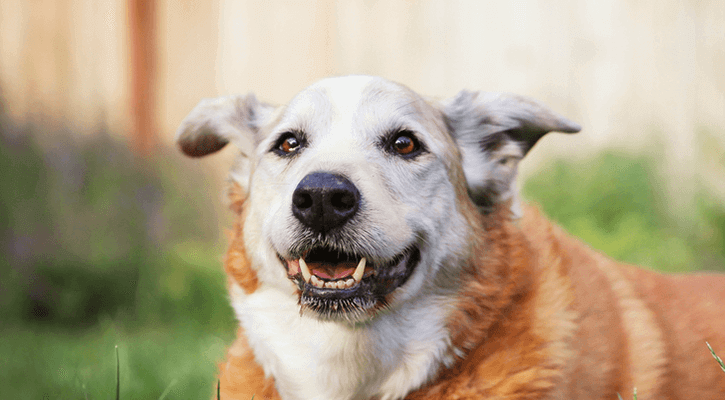 senior dog laying in grass outside looking happy staring passed camera