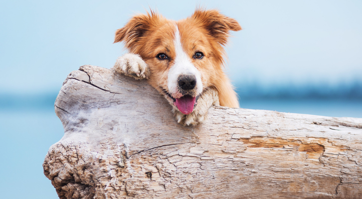 Happy dog at beach